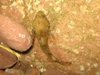 scorpion_fish.jpg